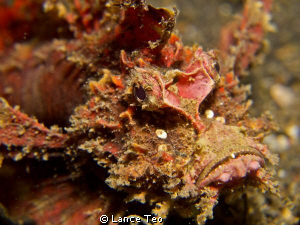 G12 with 1 strobe. 
Closeeeeeee up of this mean looking ... by Lance Teo 